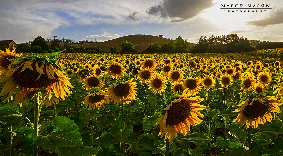 Toscana